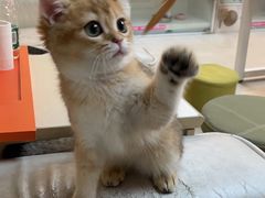 -lincat·猫舍(广州店)