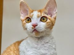 -青奢宠物·青奢猫舍