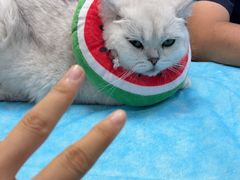 -瑞派·关忠动物医院·猫专科·犬专科(三环新城店)