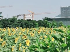 -光明小镇欢乐田园