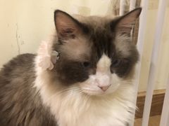 -猫にゃん · 猫的隐藏屋猫咖(麦地旗舰店)