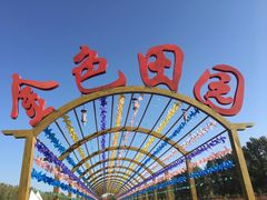 -金塔沙漠胡杨林景区