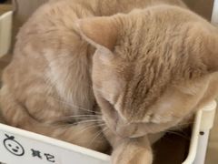 -是阿柴呀！柴犬咖啡·爱喵喵猫咖