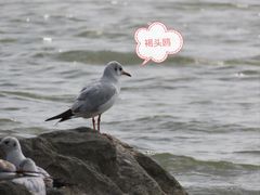 -深圳湾公园(南山区)