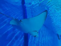 -北戴河圣蓝海洋公园