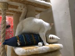 -藏猫猫咖啡主题馆(中央大道店)