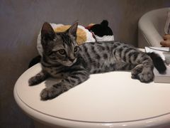 -宠爱国际动物医院·消化内科·心肾内科·ISFM猫友好(望京店)