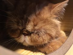 -猫友咖啡店(玉林西路店)