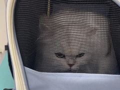 -四月宠物医院·猫专科·心脏专科·内科(转塘店)