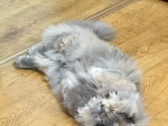 -纳吉亚猫专科动物医院·北北分院