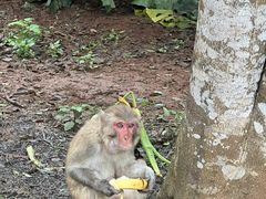 -海南热带野生动植物园