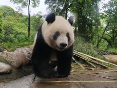 -中国大熊猫保护研究中心雅安碧峰峡基地