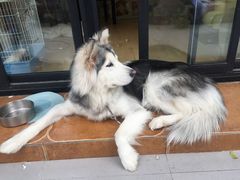 -李小姐の猫咖啡馆(五角场店)