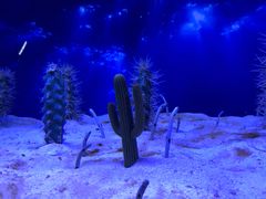 -芜湖新华联大白鲸海洋公园