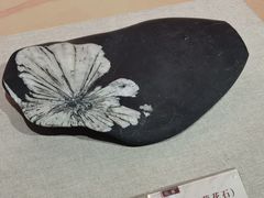 -安徽省地质博物馆