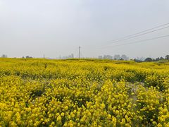 -三圣花乡旅游区