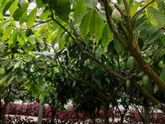 -歌斐颂巧克力小镇