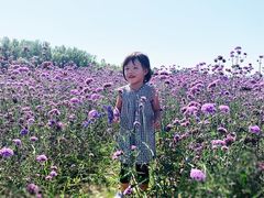 -北京东方普罗旺斯薰衣草庄园