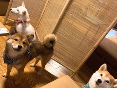 -柴务处·柴犬主题狗咖