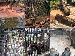 -海南热带野生动植物园