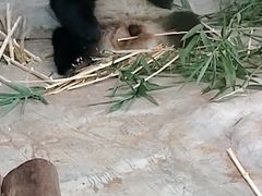 -海南热带野生动植物园