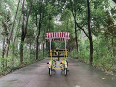 -合肥滨湖国家森林公园