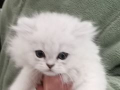 -柚子猫舍·精品猫舍购猫·猫咪认养·购宠·宠物店