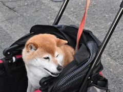 -灌篮高手动画打卡地