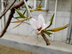 -中央民族大学