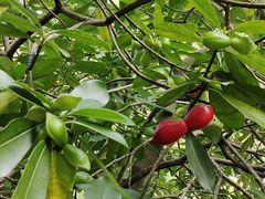 -广州神农草堂中医药博物馆