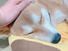 -逗柴咖啡屋·狗咖猫咖宠物桌游