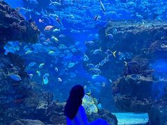-海合安成都极地海洋公园