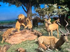 -国家自然博物馆