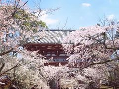 -醍醐寺