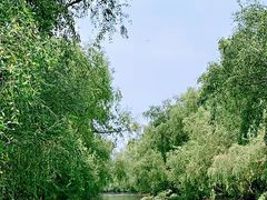-大湾区中央湿地公园