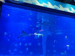 -烟台海昌鲸鲨海洋公园