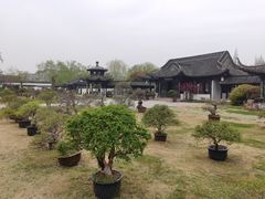 -扬州大运河文化旅游度假区·盆景园