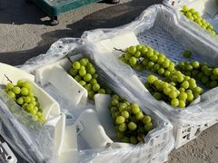 -西北农副产品中心批发市场(广安路店)
