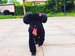 -小呆的宠物店·宠物售卖·宠物寄养(城西店)
