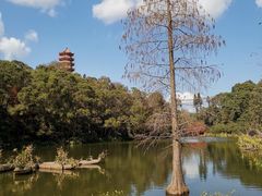 -深圳仙湖植物园