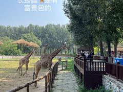 -北京野生动物园