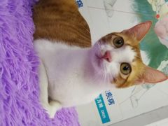 -创凡宠物医院·骨专科  猫科中心(西乡分院)
