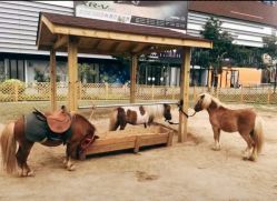 -萌宠亲子动物乐园(槐房万达店)