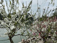 -西湖公园(鼓楼区)