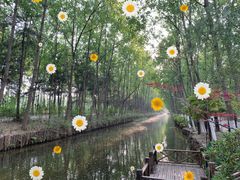 -合肥滨湖国家森林公园