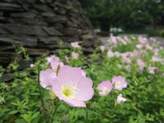 -白塘生态植物园