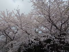 -嘉定紫藤园