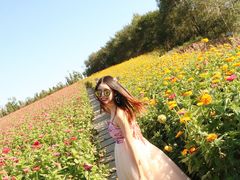 -莲花山花海