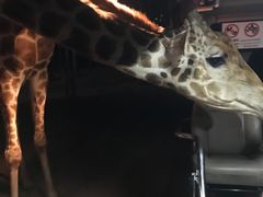 -清迈夜间动物园