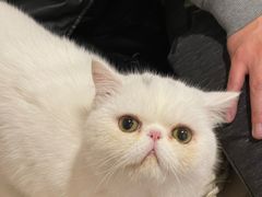 -More Fun猫咖 二十只万元加菲主题